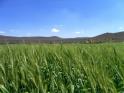 Campo de Trigo