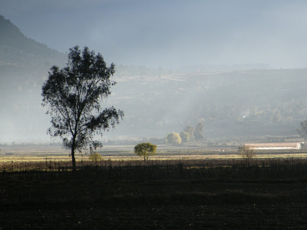 Arbol de MIL sombras