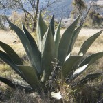 Un curado de Maguey