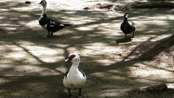 Patos Chacales de Media Luna