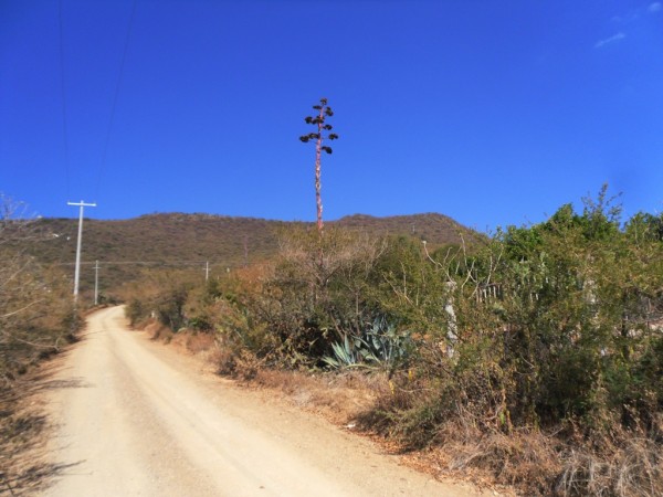 Camino a Guanajuatito