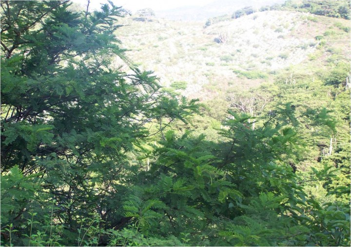 Verde=Vida
