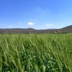 Campo de Trigo
