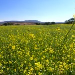 Los campos del Bajio